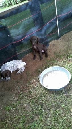 german shorthaired pointrer (randall)