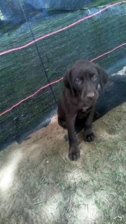 german shorthaired pointrer (randall)