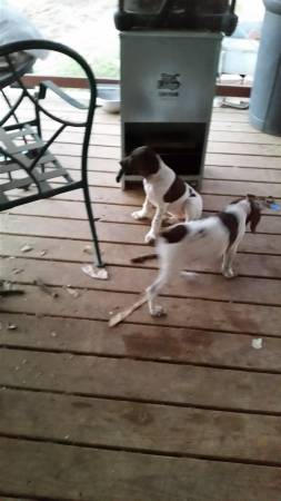 german shorthaired pups (granbury tx)