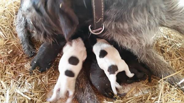 German Wirehair Pointer