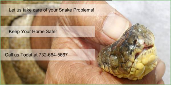 Get Rid Of Snakes Fast
