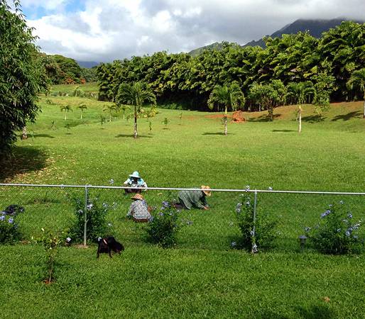 GET RID OF WEEDS (Kauai)