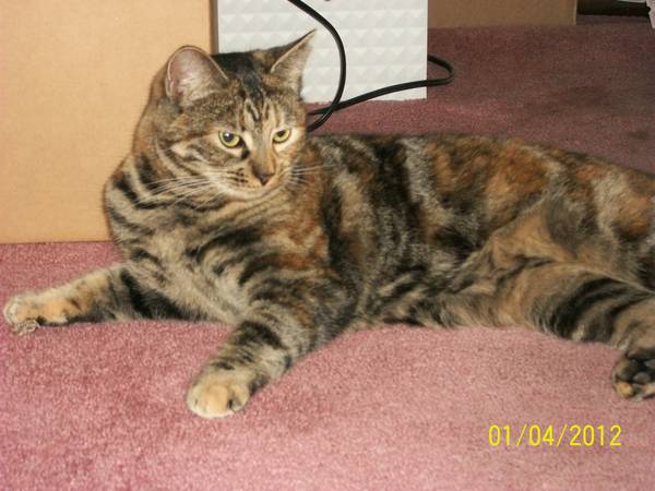 Gidget  Sweet 4 Year Torbie Kitty Looking For Loving Home (los gatos)
