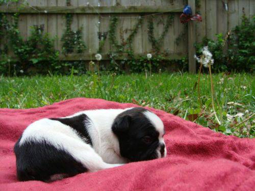 Girl ShihTzu puppies (Omaha, Ne)