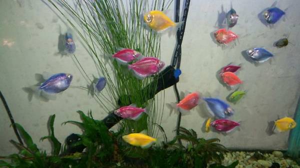 Glo fish for rehome (Cincinnati)