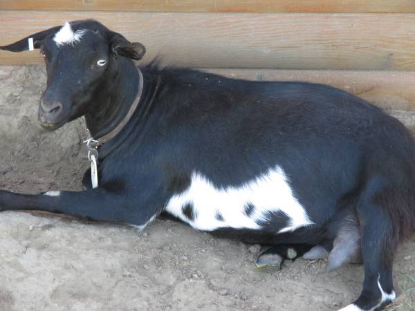 Goat, Tennessee Fainting Doe