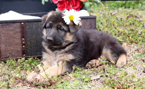 GODOFPTBJ Adorable and Charming German Shepard