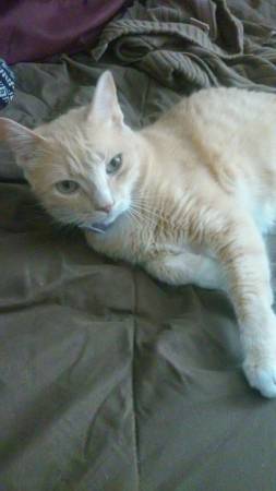 Gold and White Tabby Cat to a Good Home (West Columbia)