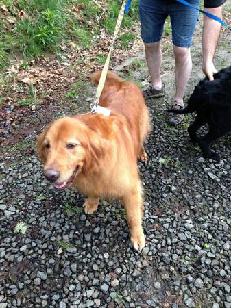 Golden Retriever, male, lost dog, still searching (Poulsbo, WA)