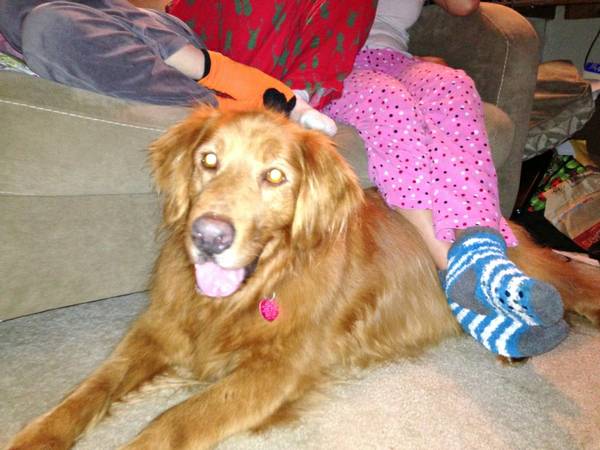 Golden Retriever, male, lost dog, still searching (Poulsbo, WA)