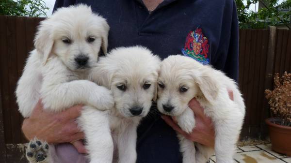 Golden Retriever Puppies Available.