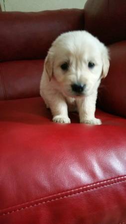 golden retriever puppy female