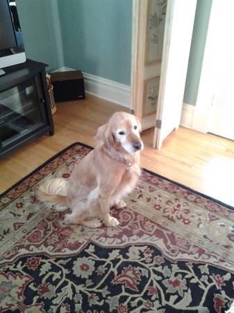 GOLDEN RETRIEVER still missing (downtown Nampa)