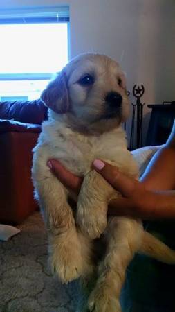 Goldendoodle puppies (Pocatello)