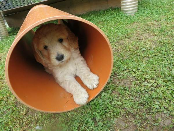 GoldenDoodle PuPpy last one (Shangussy park)