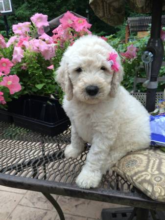 Goldendoodle puppy (Puyallup)