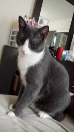 Good home for Princess (Cat) (windsor mills)