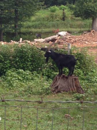 Good pigmy goat boar