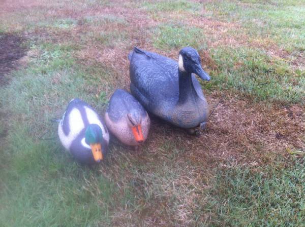 Goose and ducks decoys (Scappoose)