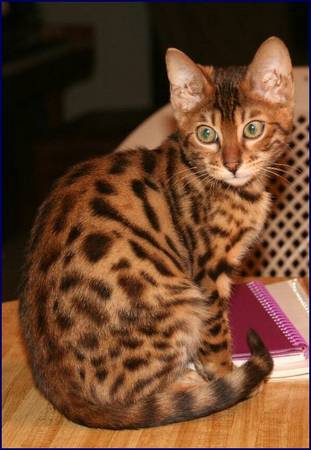 Gorgeous Adult Female Bengal