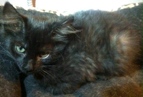 Gorgeous Fluffy Male Smokey looking Black Kitten for Adoption (concord  pleasant hill  martinez)