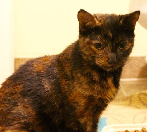 Gorgeous Loving Young Torbie Girl Cat For Adoption (Chicago)
