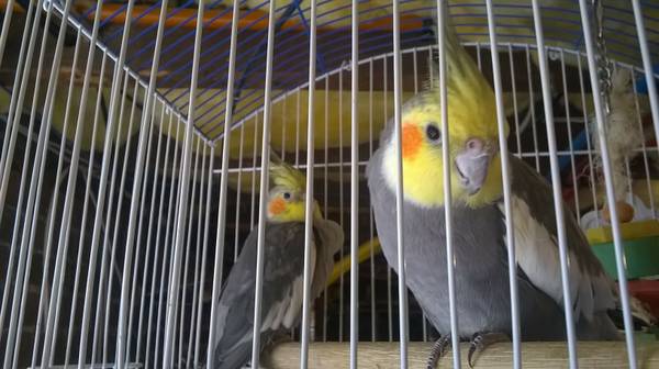 Gorgeous pair of cockatiels (waterbury)