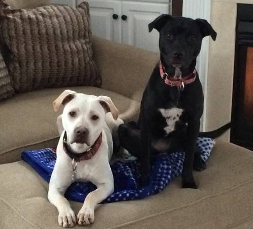 Gorgeous Pair of Lab Mix Dogs, 15 Months Old (East Greenwich, RI)