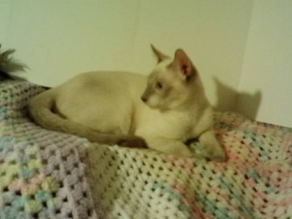 Gorgeous Purebred Siamese