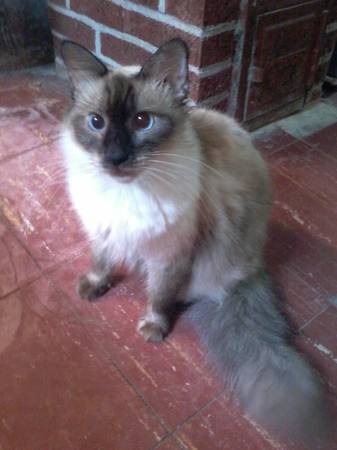 Gorgeous SiameseHimalayan Cat (Dayton, Ohio)