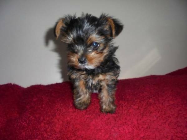 Gorgeous Tiny Yorkie Puppies For Sale. (NEW ORLEANS LA)