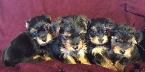 Gorgeous Yorkie Female Babies (Chester,SC)