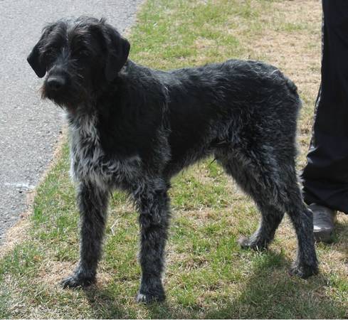 Gorgeus purebred male German Wirehair