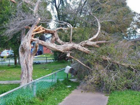 Got Storm Damage JT Tree amp Stump Grinding