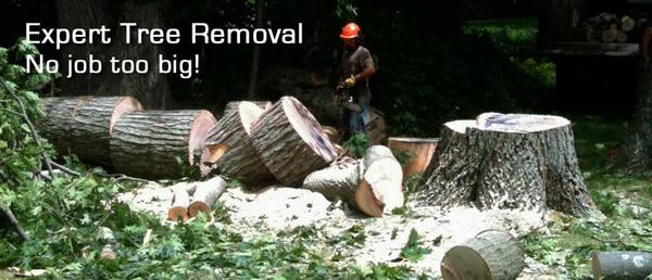 TRUE TREE PROFESSIONALgtgt AFFORDABLE TREE SERVICES amp MORE (RICHMOND amp Surrounding Areas)