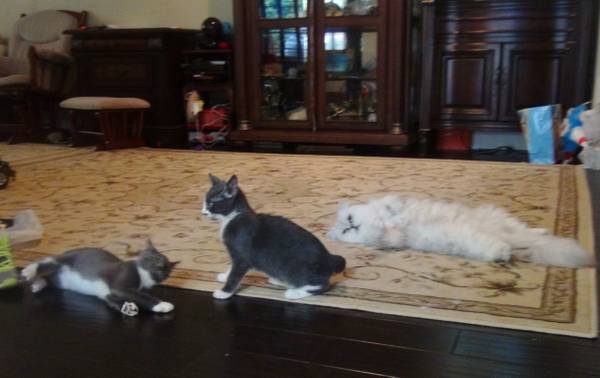 Gray and White Kitten (Kissimmee)