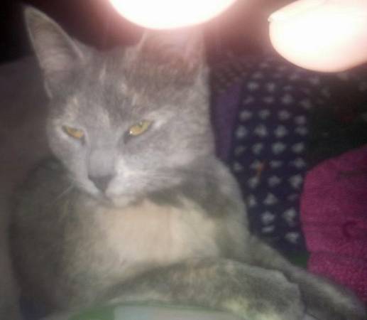 Gray Cat female (LILLINGTON)