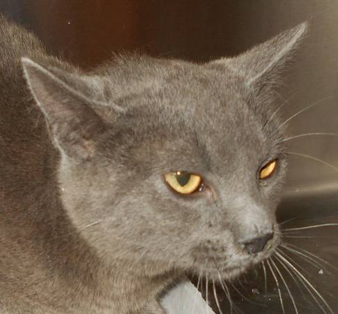 gray cat with gold eyes (Weiser Pound)