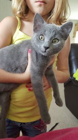 Gray female kitten (Leesville)