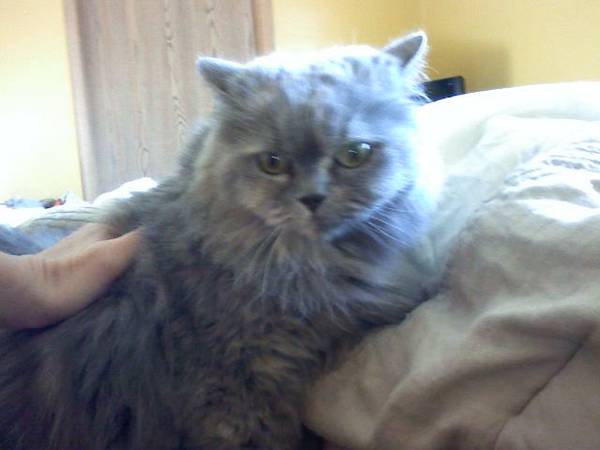 Gray Persian (Council Bluffs)