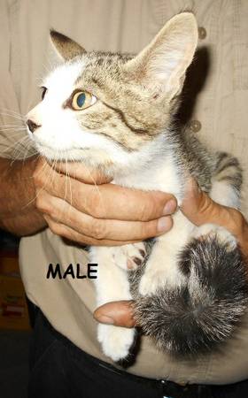 Gray tabby kittens with white feetfixed (Weiser pound)