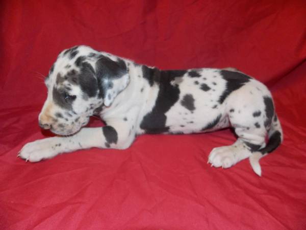 Great Dane Female Puppy