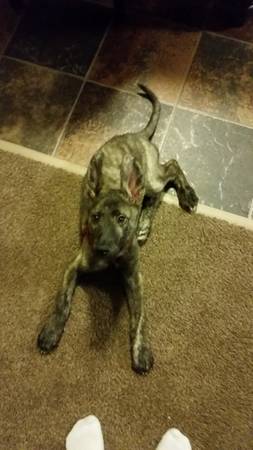 great dane german shepherd mix puppy (wasilla)