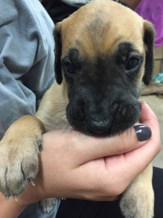 Great Dane Puppies (Edmond  NW OKC)