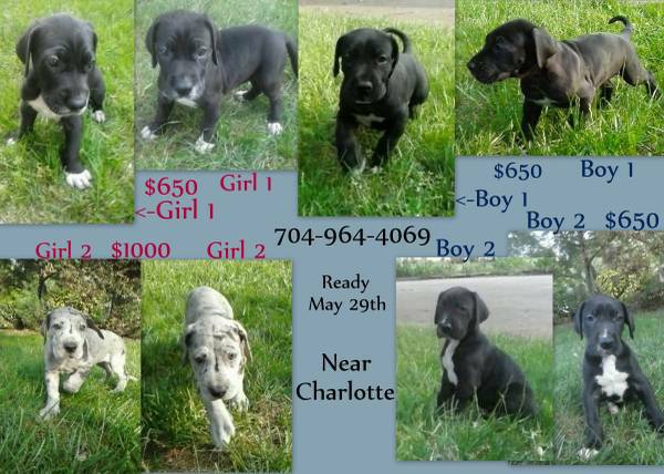 Great Dane Puppies ready to go