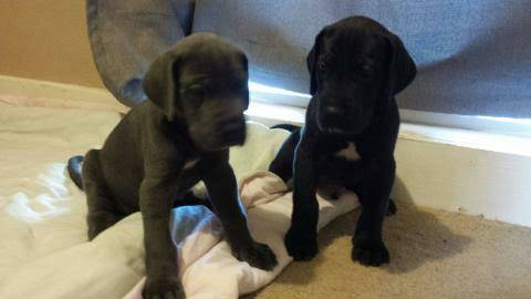 Great Dane pups (Denver)