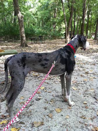 Great Dane (South County)