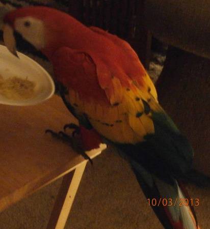 GREAT DEAL for young tame SCARLET MACAW