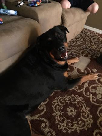 Great family dog (Northeast Philadelphia)