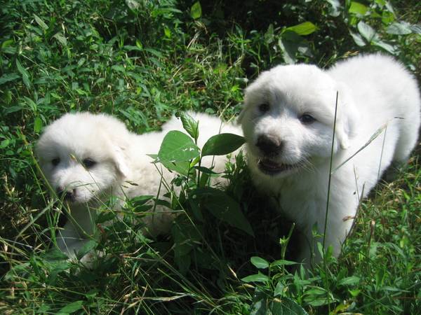 Great Pyrenees female puppy (GallatinBethpage)